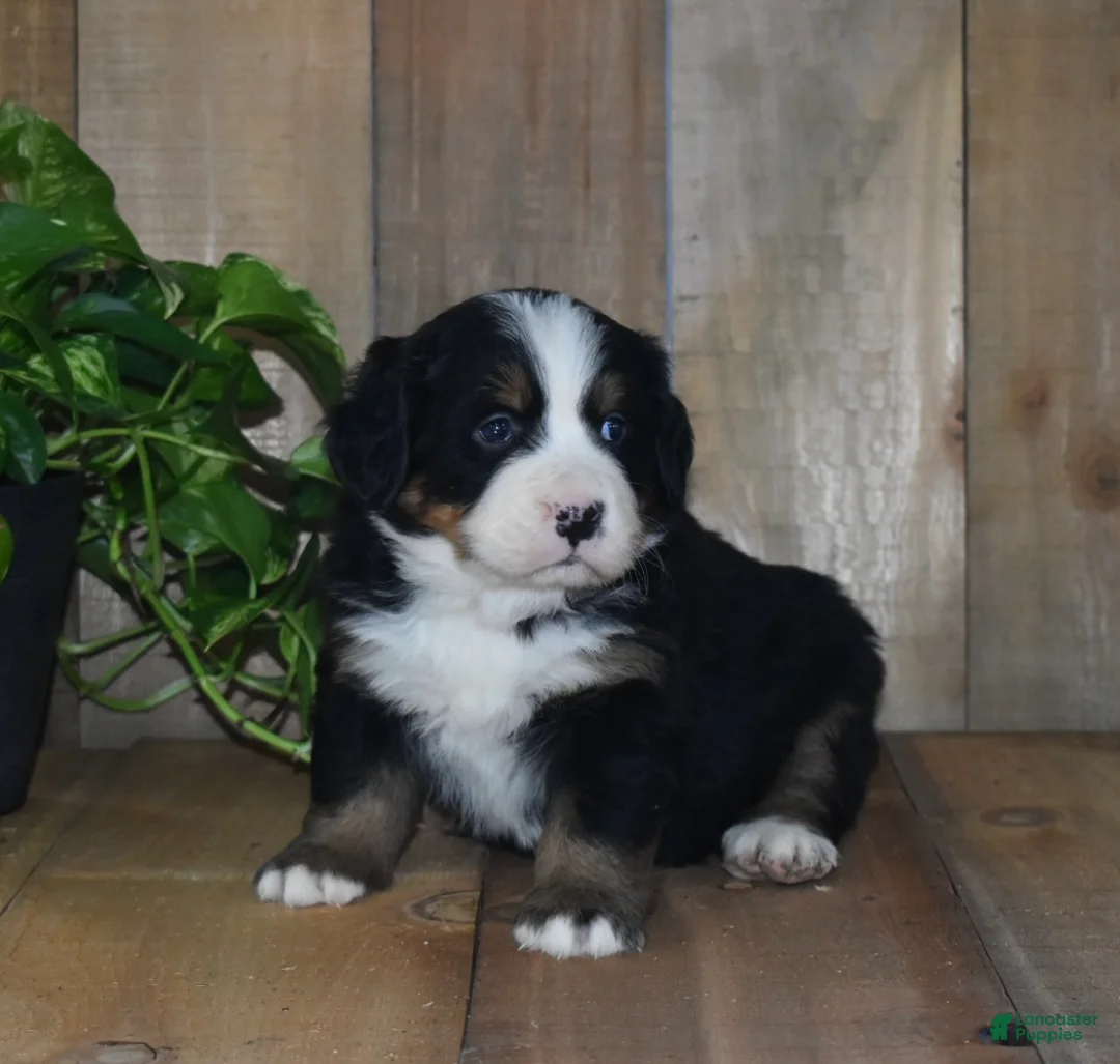 Bernese Mountain Dog dogs for sale: Skye - Ad 1