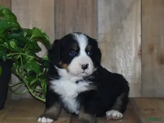 Bernese Mountain Dog dogs Skye - Ad 34