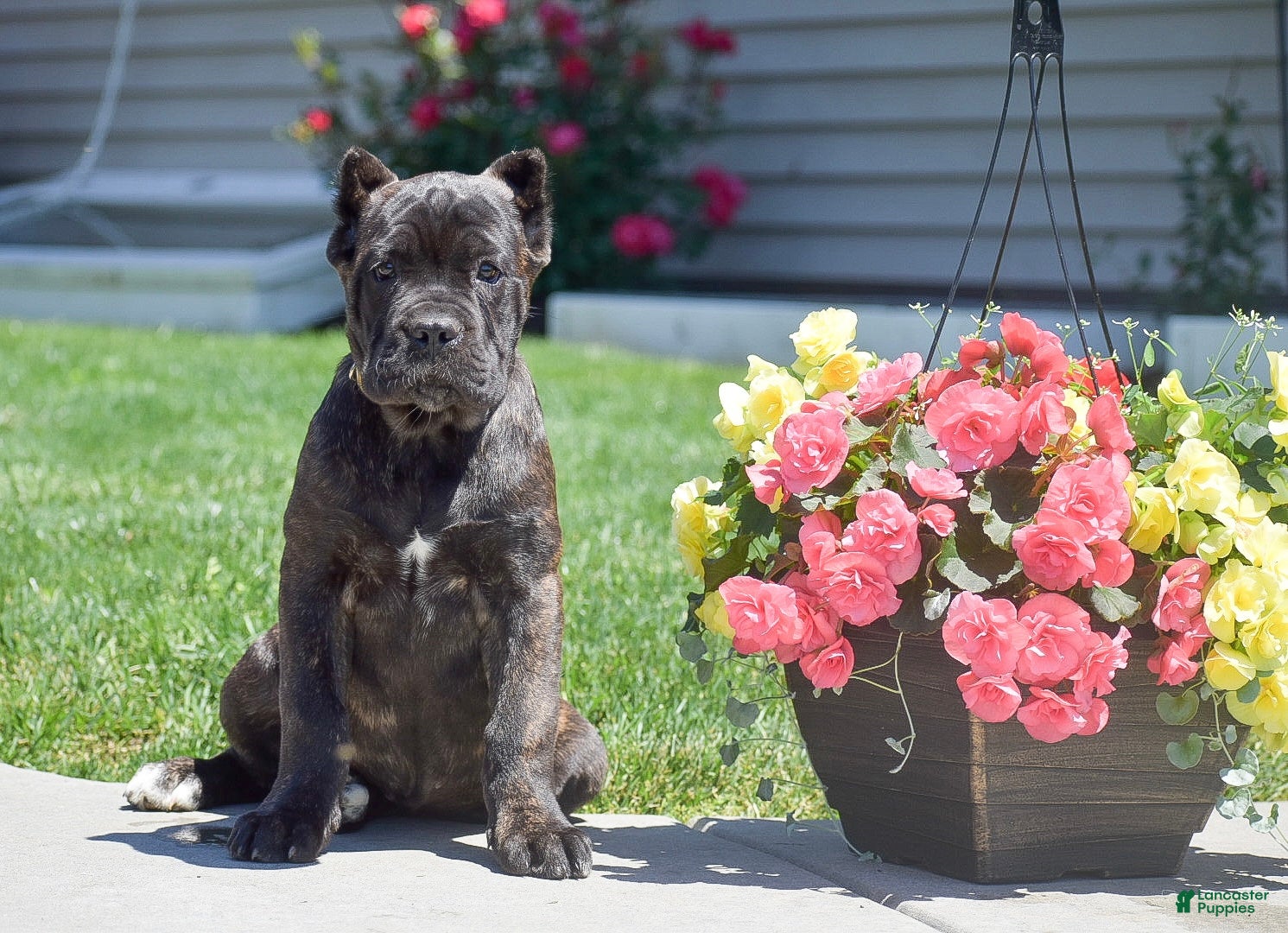 Cane Corso dogs Cooper - Ad 1