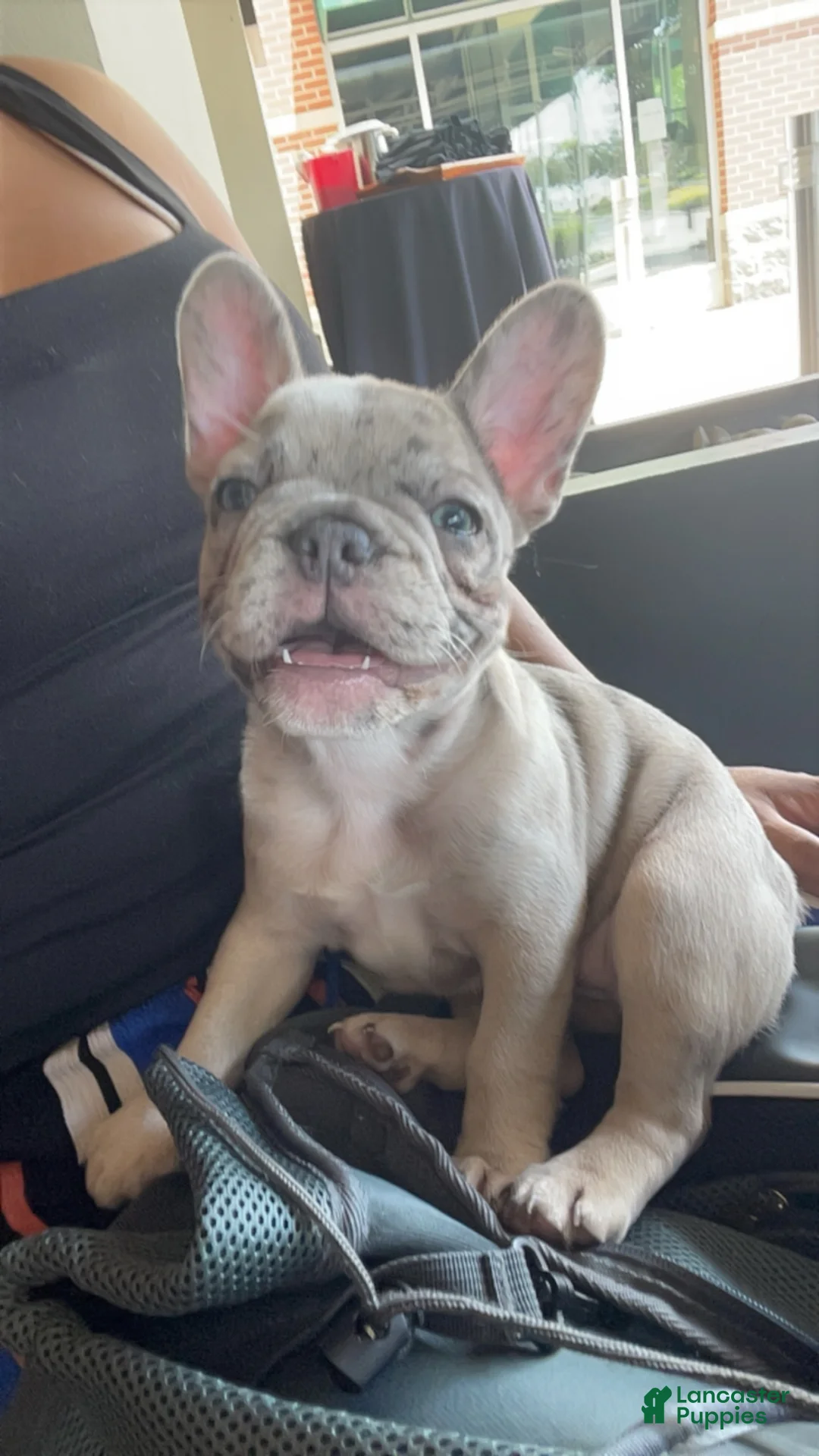 French Bulldog dogs for sale: French Bulldog Puppy 2 - Ad 7