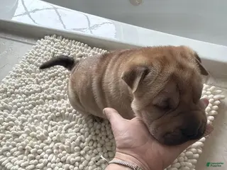 Shar Pei dogs Shar Pei Puppy 4 - Ad 4