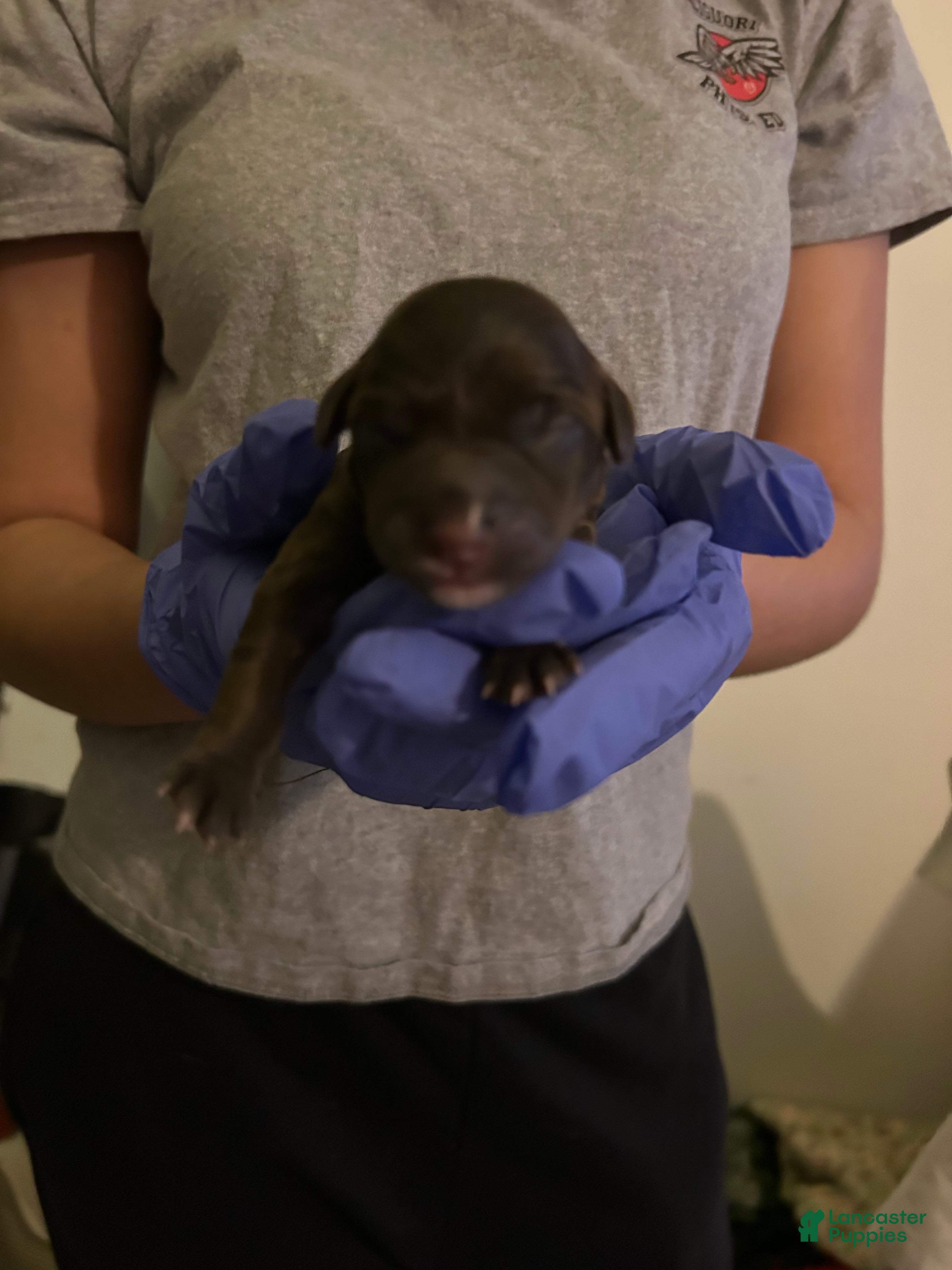 Schnoodle dogs Schnoodle Puppy 3 - Ad 13