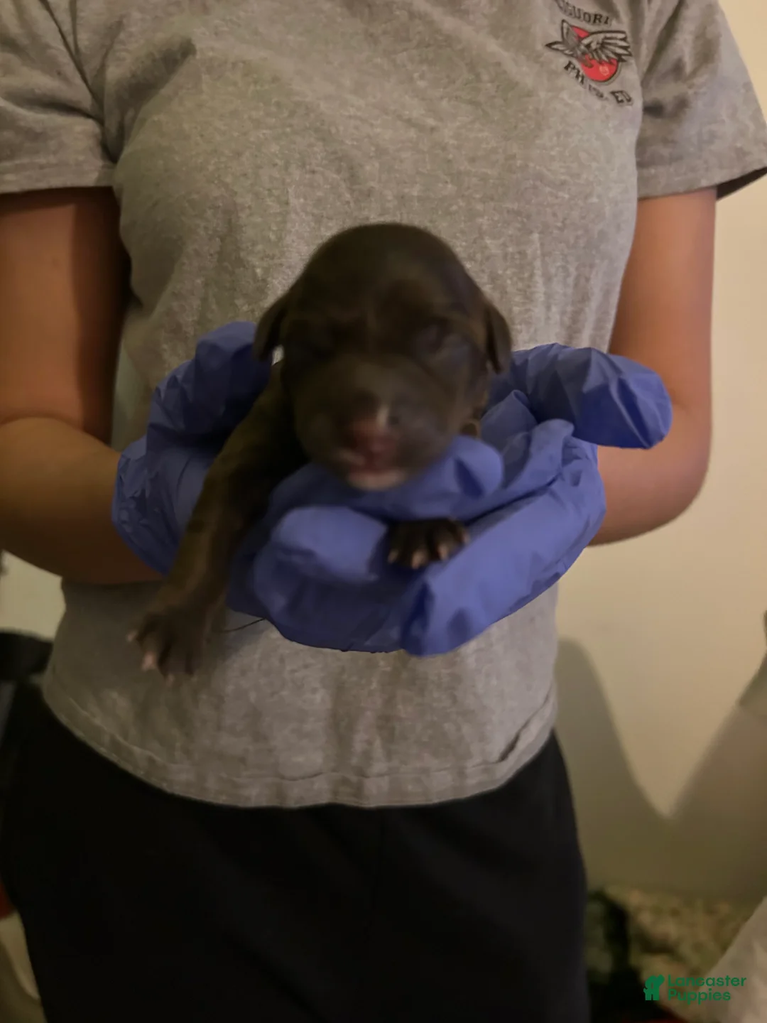 Schnoodle dogs for sale: Schnoodle Puppy 3 - Ad 1