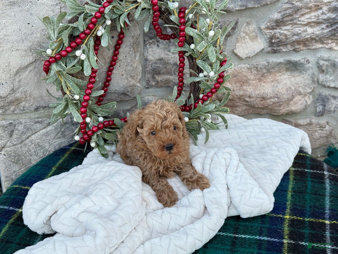 Toy Poodle dogs for sale: Trotter - Ad 9