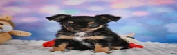 Chihuahua dogs for sale: Elvis - Ad 9