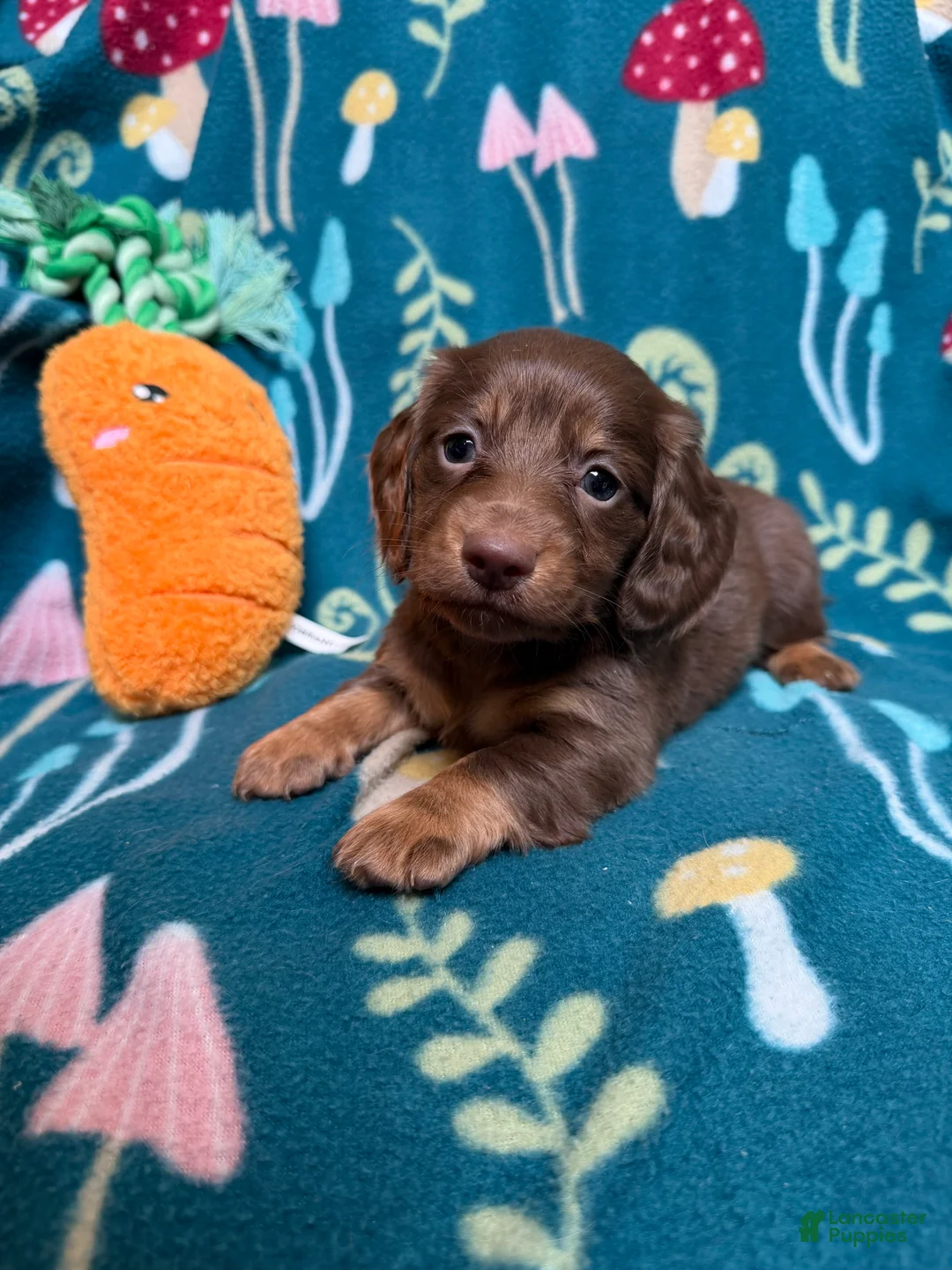 Miniature Dachshund dogs for sale: AKC Long Haired Darker Chocolate & Cream Male Miniature Dachshund Puppy - Ad 9