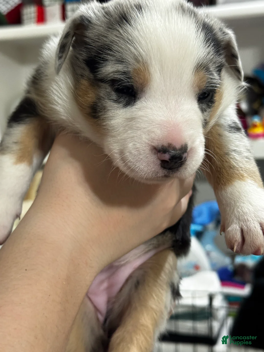 Mixed Breed dogs for sale: Mixed Breed 4 - Ad 2
