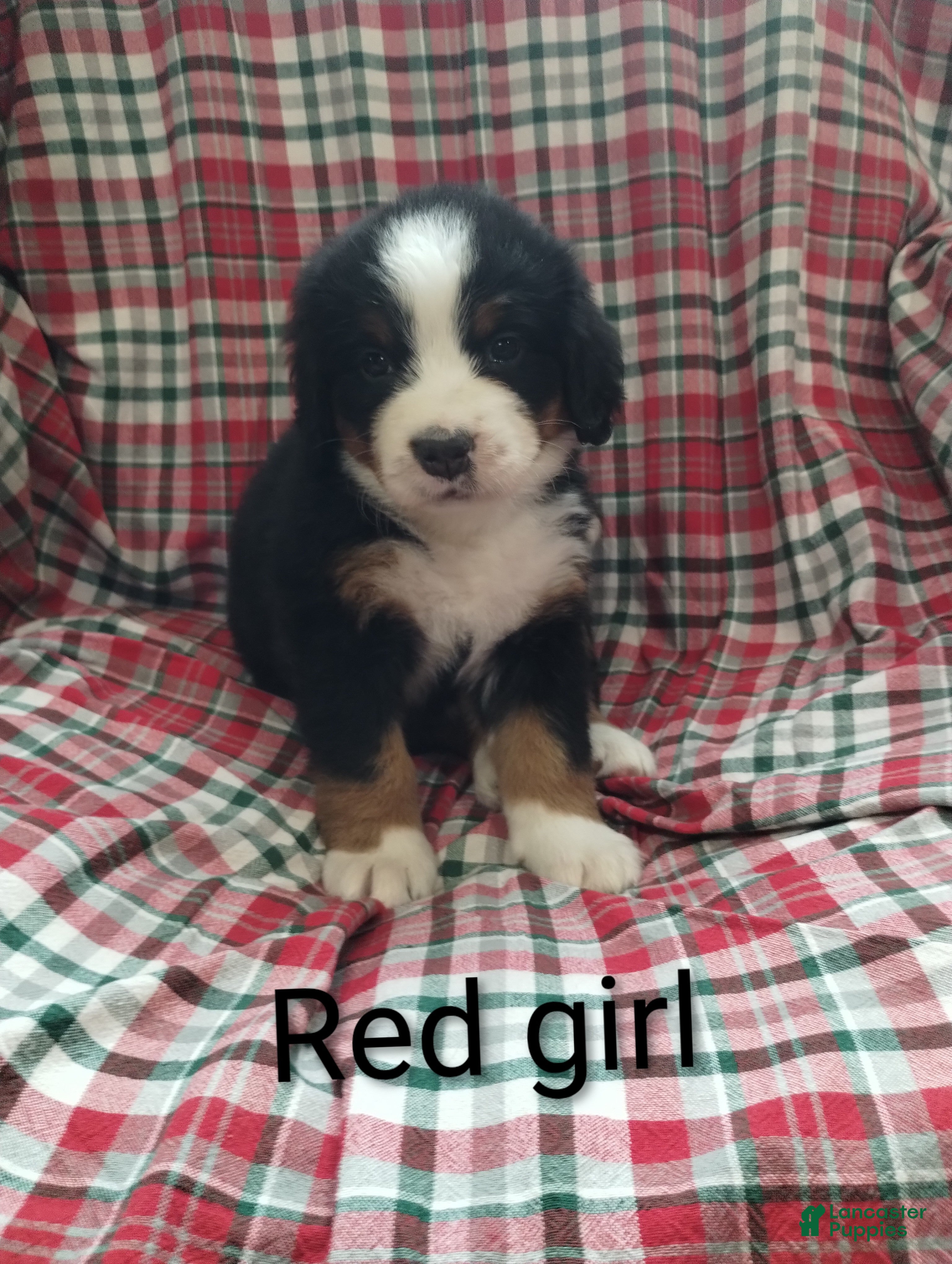 Bernese Mountain Dog dogs Bernese Mountain Dog 2 - Ad 2