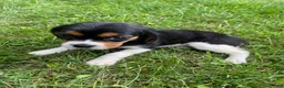 Beaglier dogs for sale: Alaina - Ad 7