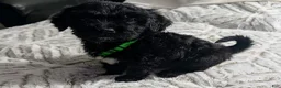 Mixed Breed dogs for sale: Elvis - Ad 3