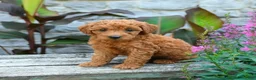 Mini Goldendoodle dogs for sale: Bella - Ad 3