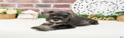 Miniature Schnauzer dogs for sale: Kanga  - Ad 6