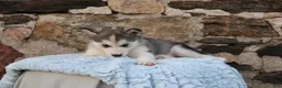 Alaskan Malamute dogs for sale: Gem - Ad 5