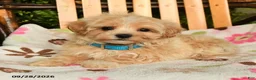 Maltipoo dogs for sale: Muffin - Ad 3