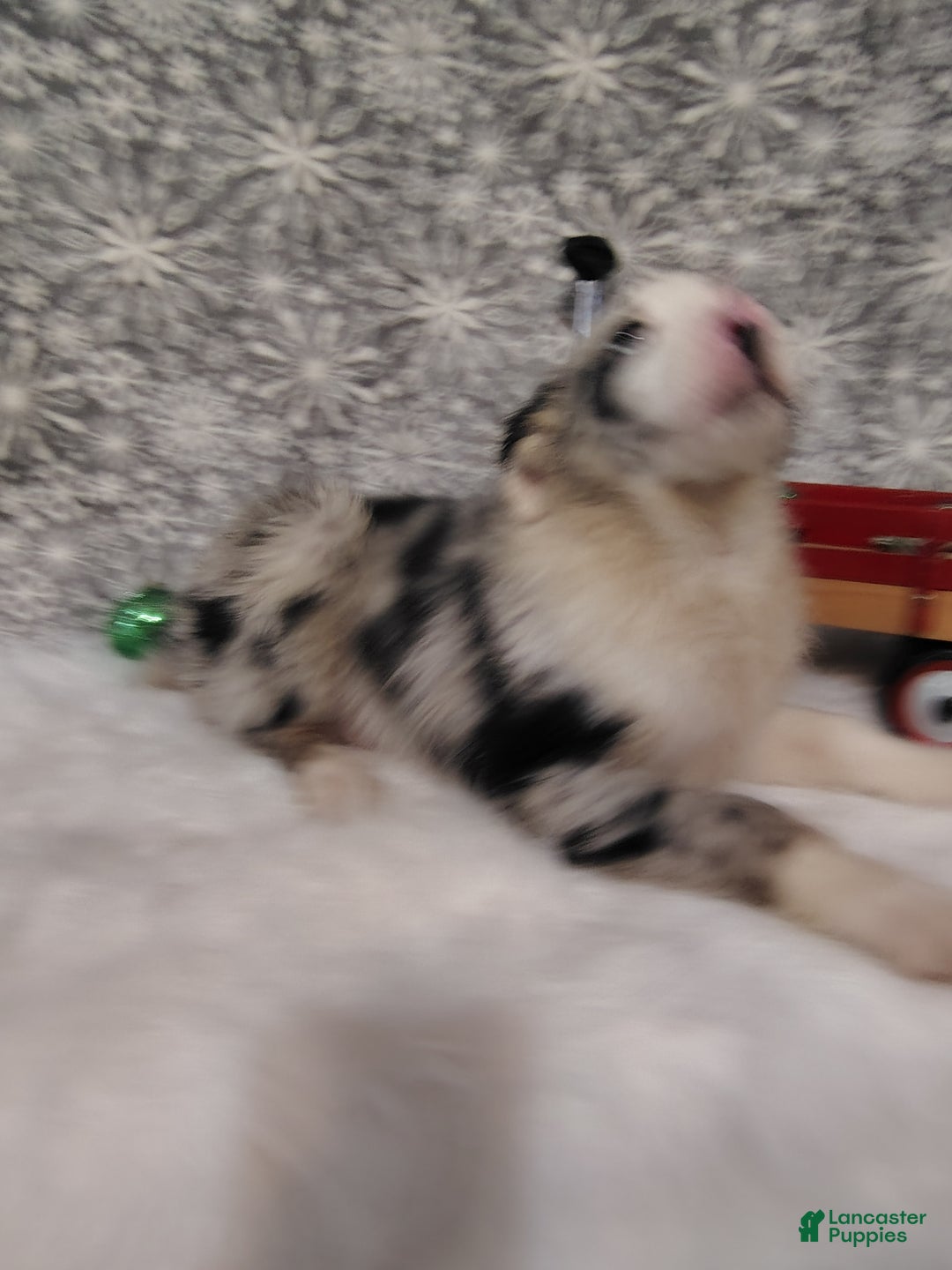 Australian Shepherd dogs for sale: Muffin - Ad 6