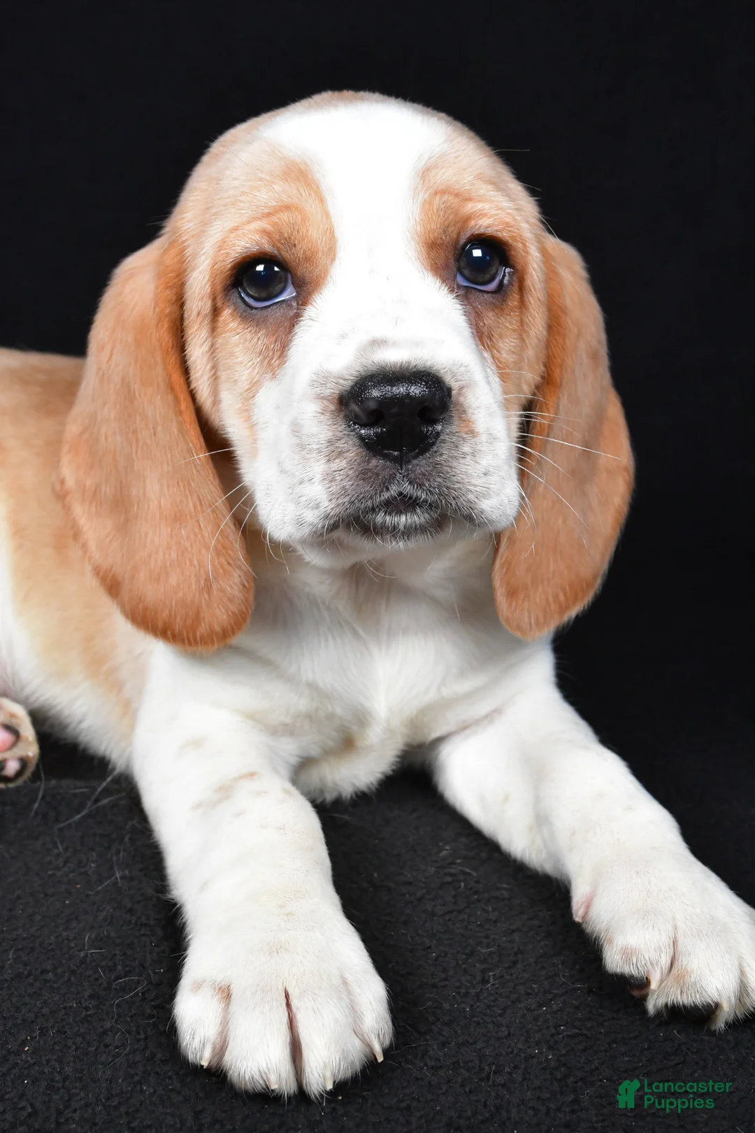 Beagle dogs for sale: Brandon - Ad 7