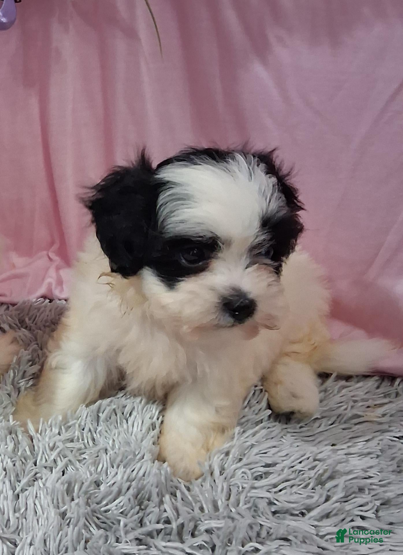 Teddy Bear dogs Teddy Bear 4 - Ad 1