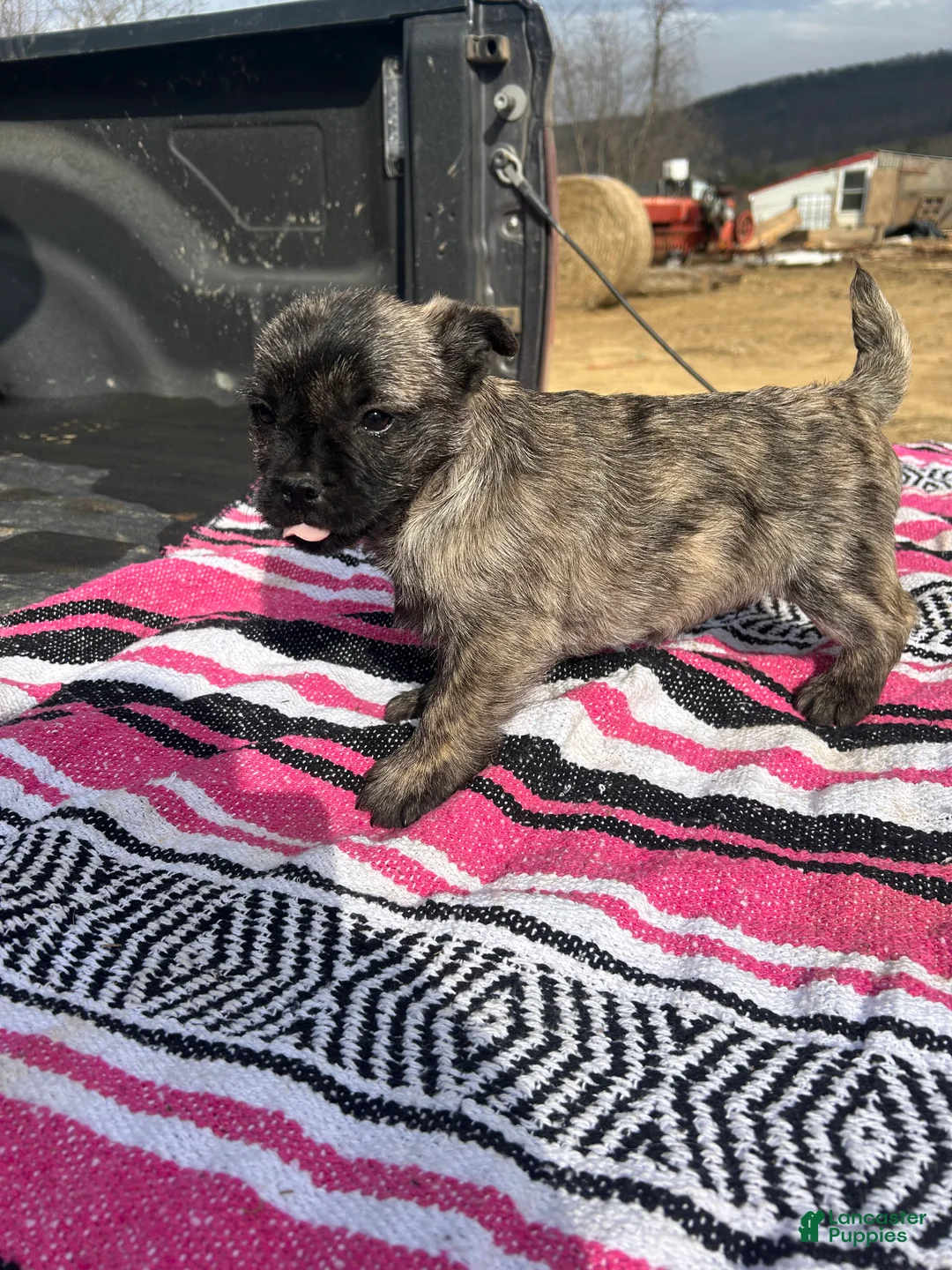 Mixed Breed dogs for sale: James - Ad 1