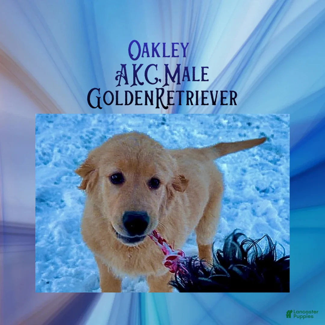 Golden Retriever dogs for sale: Oakley, Golden Retriever, Male - Ad 2