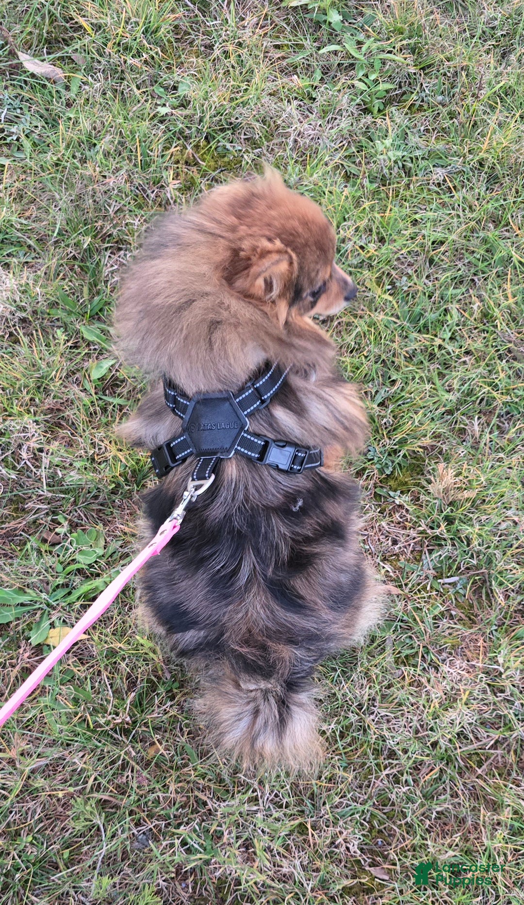 Pomeranian dogs for sale: Kora - Ad 18