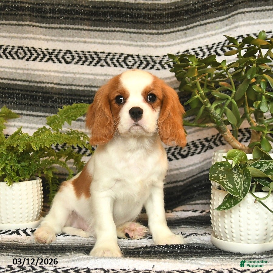 Cavalier King Charles Spaniel dogs Handsome - Ad 1