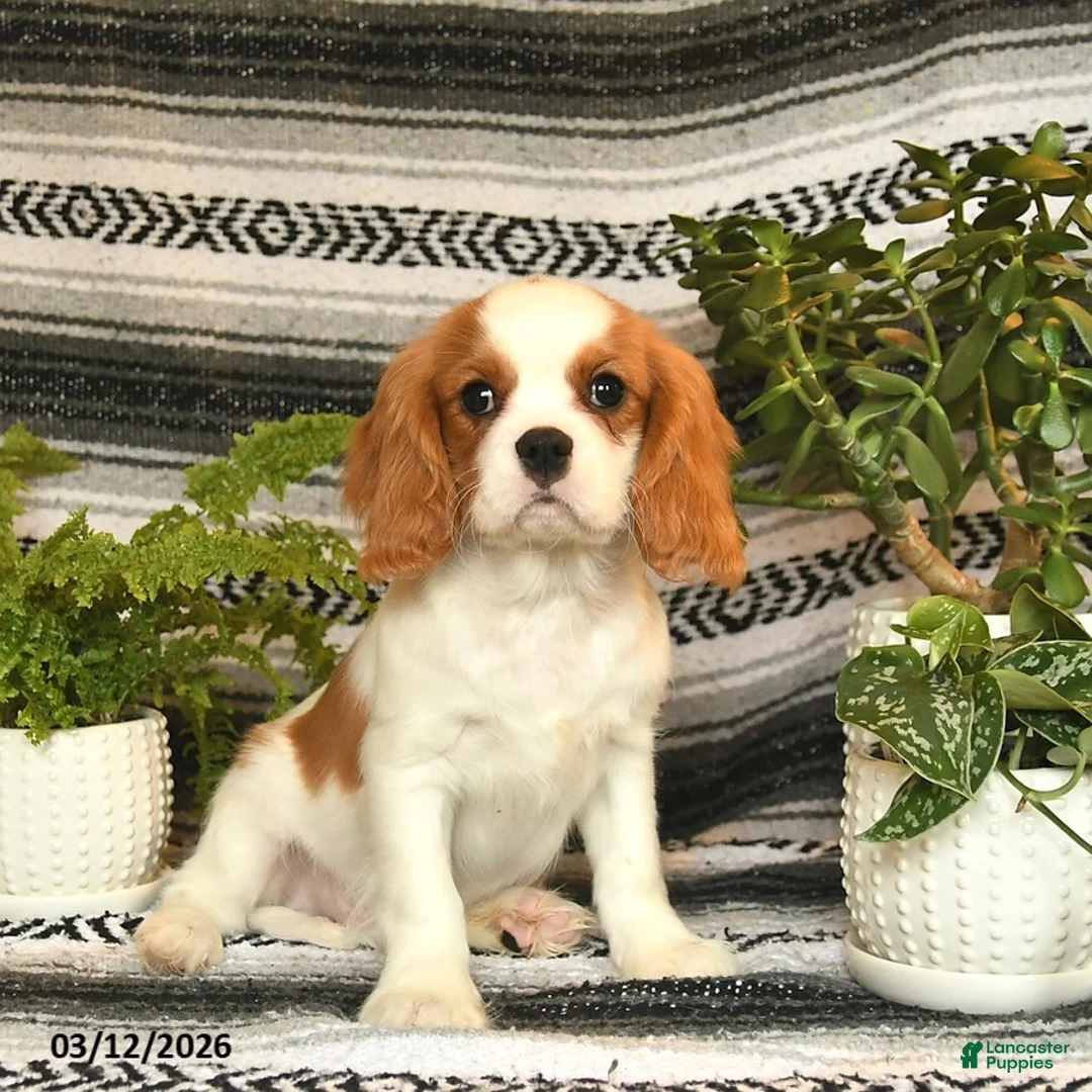 Cavalier King Charles Spaniel dogs for sale: Handsome - Ad 1