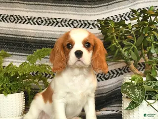 Cavalier King Charles Spaniel dogs for sale: Handsome - Ad 1