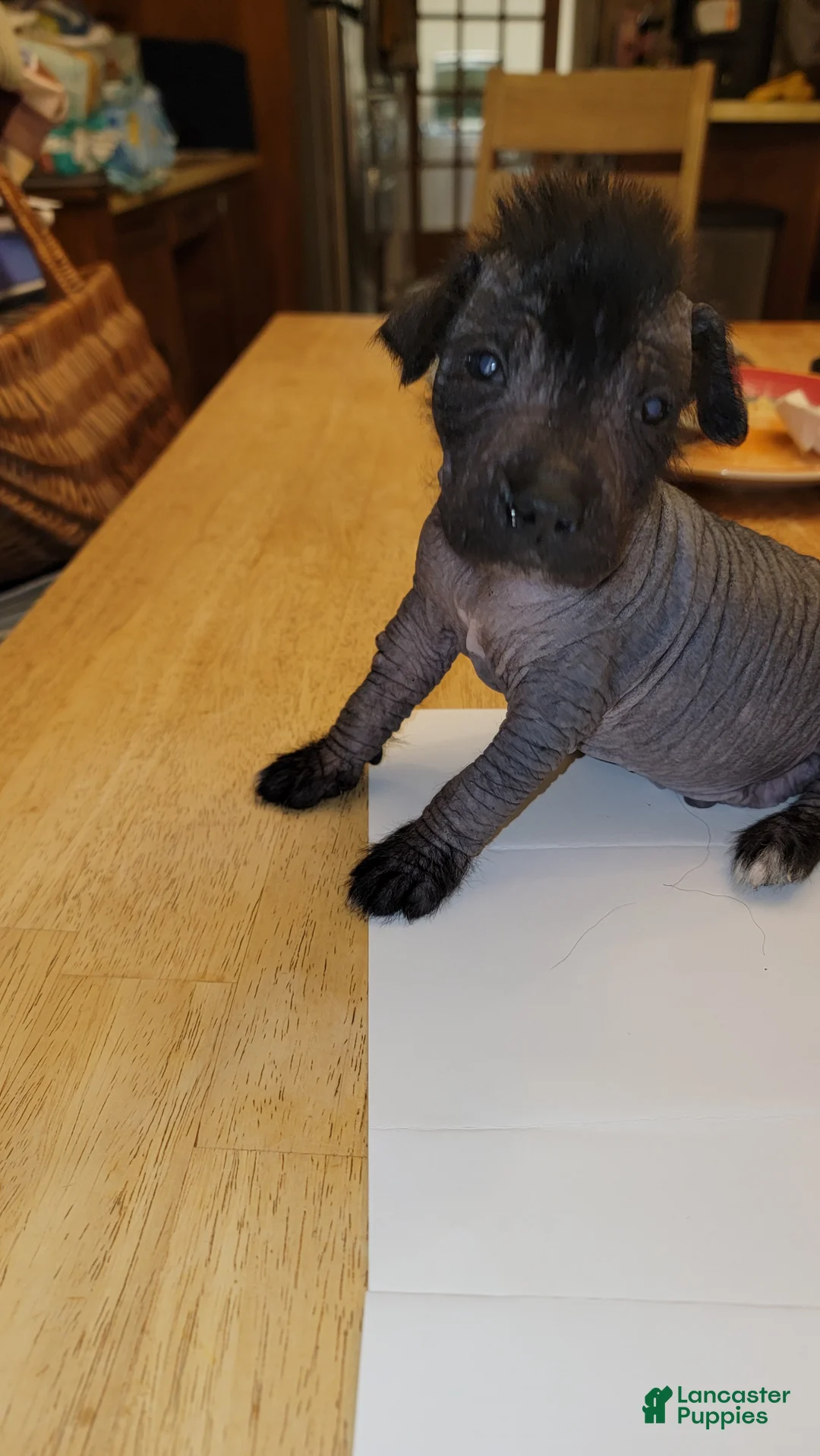 Peruvian Inca Orchid dogs for sale: Peruvian Inca Orchid Puppy 1 - Ad 1