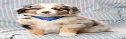 Australian Shepherd dogs for sale: River - Ad 8
