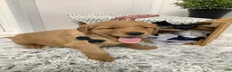 Golden Retriever dogs for sale: Golden Retriever - Fido - Ad 2