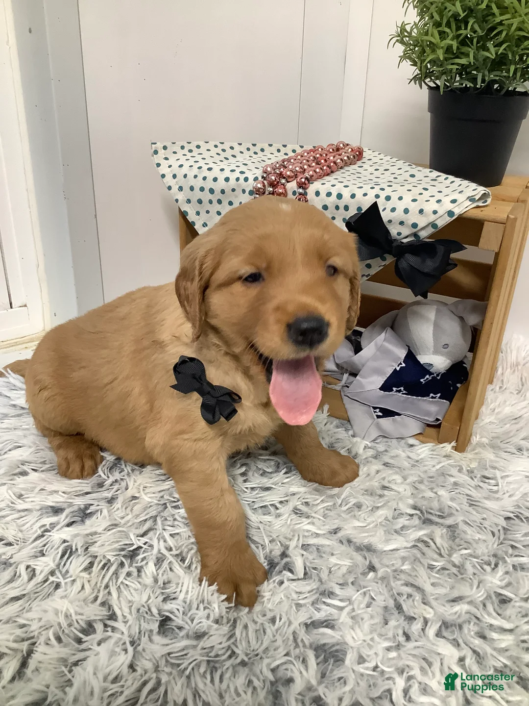 Golden Retriever dogs for sale: Golden Retriever - Fido - Ad 2