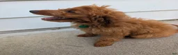 Irish Doodle dogs for sale: Irish Doodle 2 - Ad 4