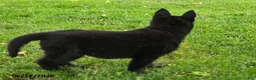 German Shepherd dogs for sale: Beyonce - Ad 4