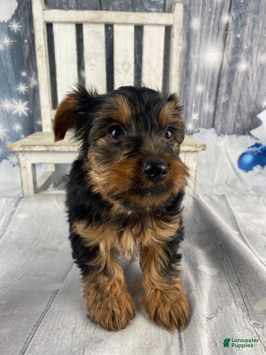 Yorkshire Terrier dogs for sale: Mason - Ad 8