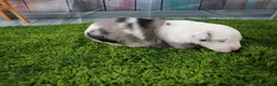 Miniature Australian Shepherd dogs for sale: Boston - Ad 9