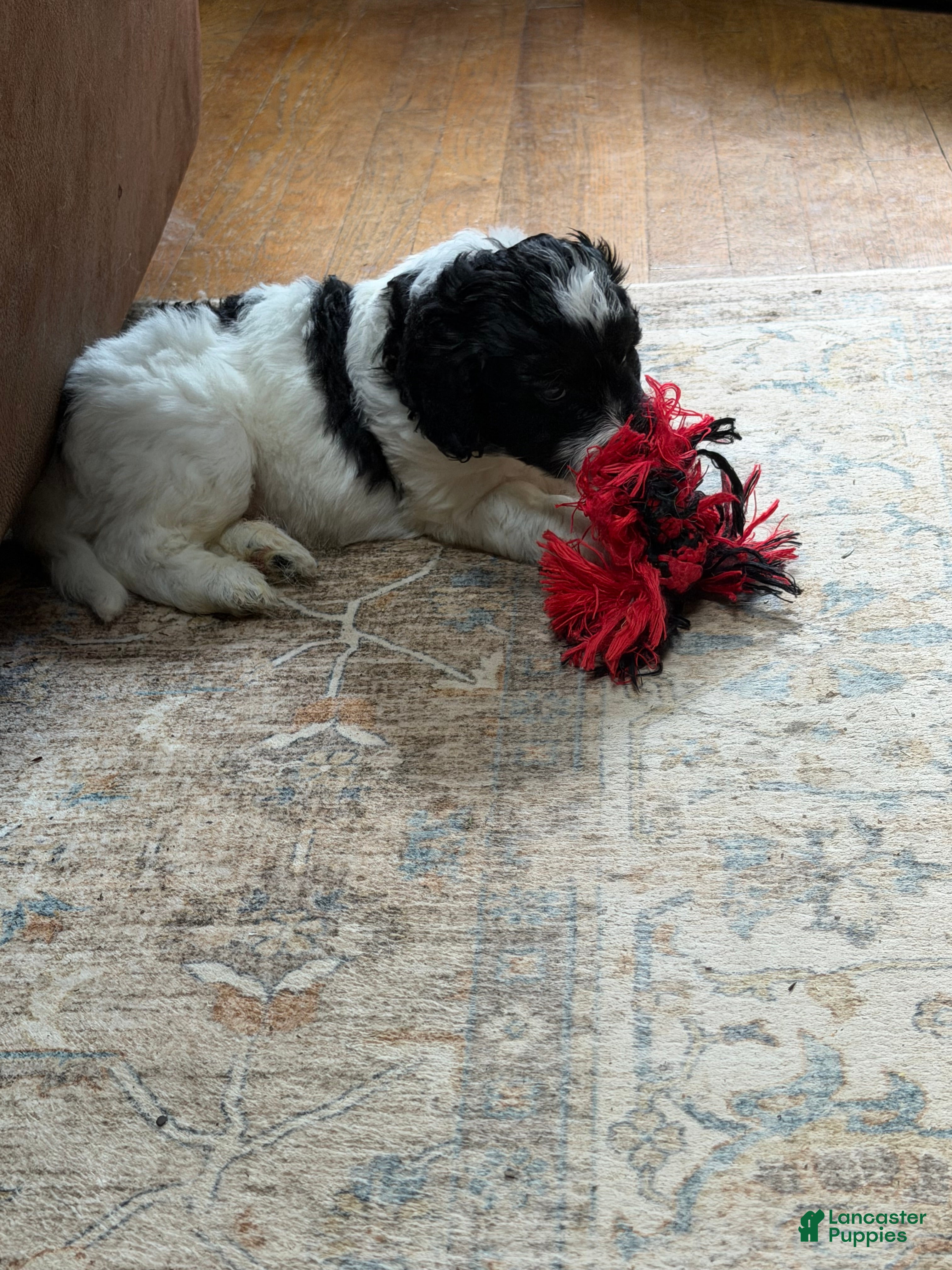 Aussiedoodle dogs Rizzo - Ad 1