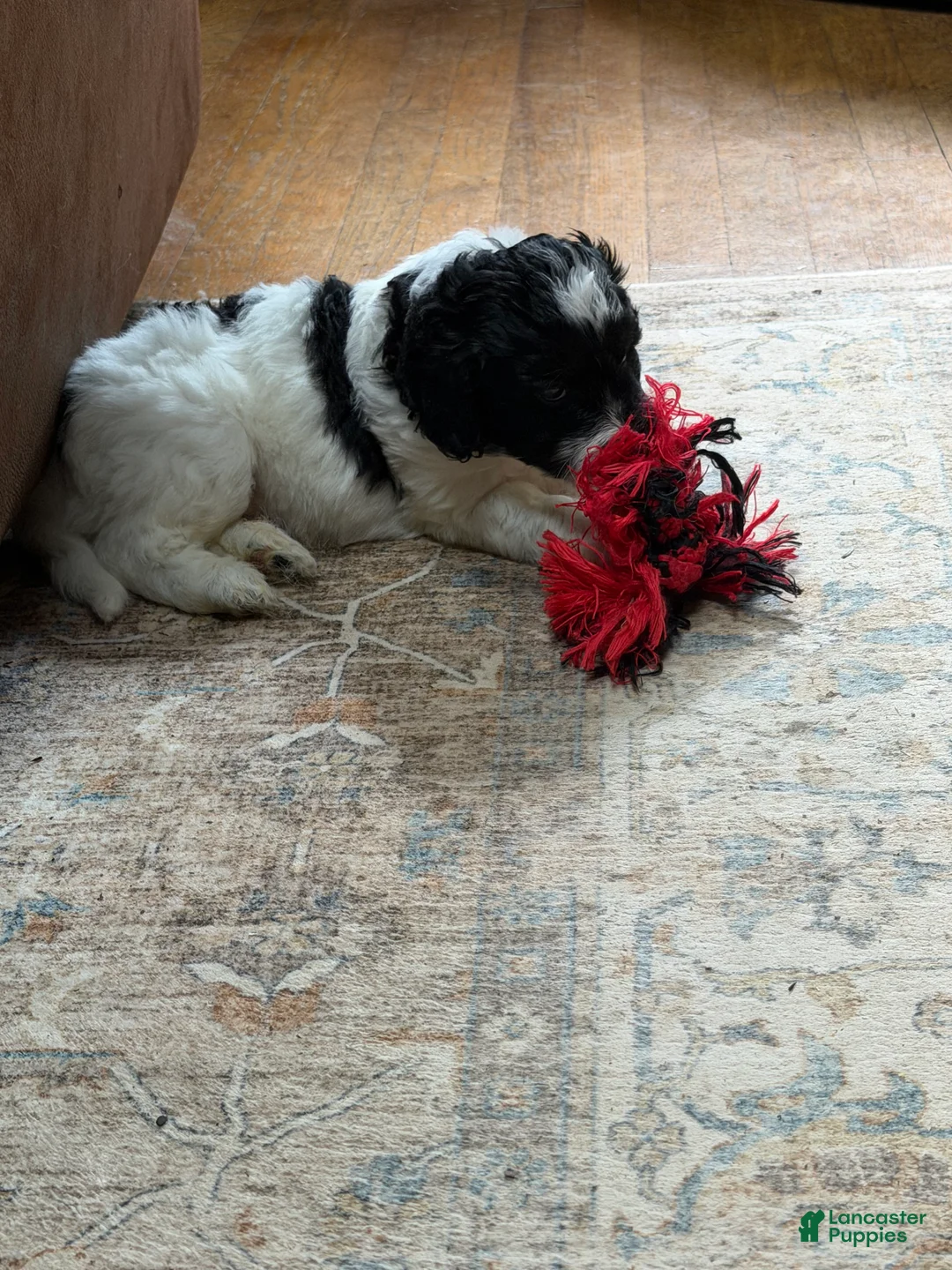 Aussiedoodle dogs for sale: Rizzo - Ad 1