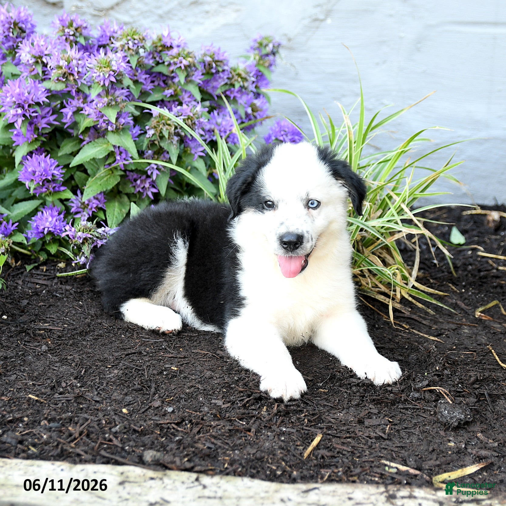 Miniature Australian Shepherd dogs Cptn Hook - Ad 2