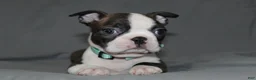 Boston Terrier dogs for sale: Lucy - Ad 4