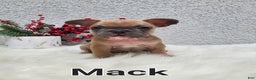 French Bulldog dogs for sale: Mack - Ad 9