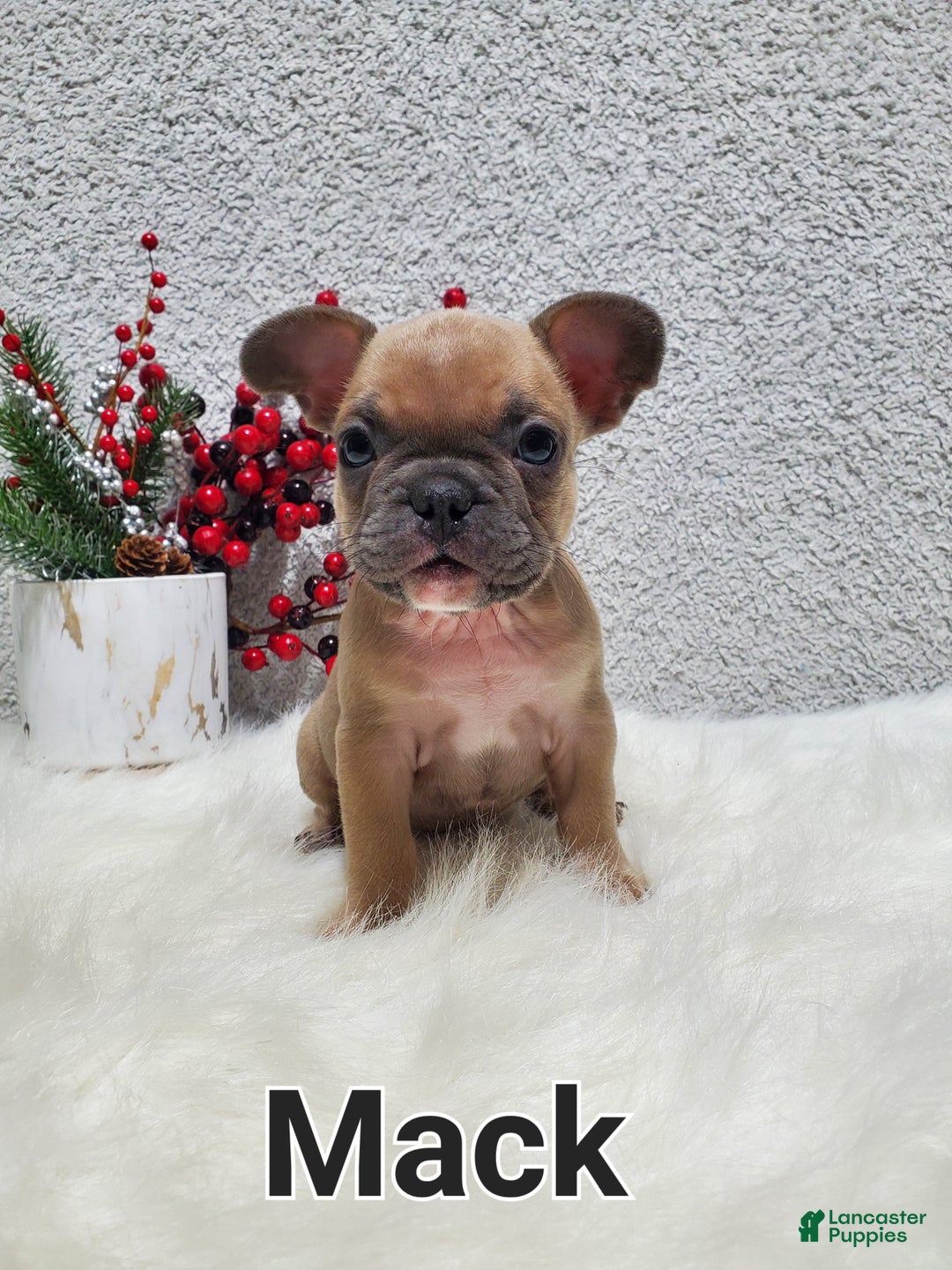 French Bulldog dogs for sale: Mack - Ad 9