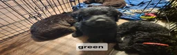 Labradoodle dogs for sale: Labradoodle green collar - Ad 5