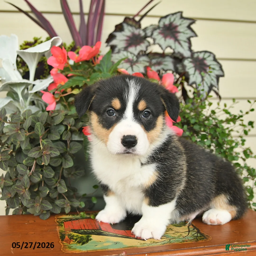 Welsh Corgi Pembroke dogs for sale: Alastor - Ad 2