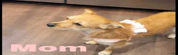 Mixed Breed dogs for sale: Mixed Breed 2 - Ad 12