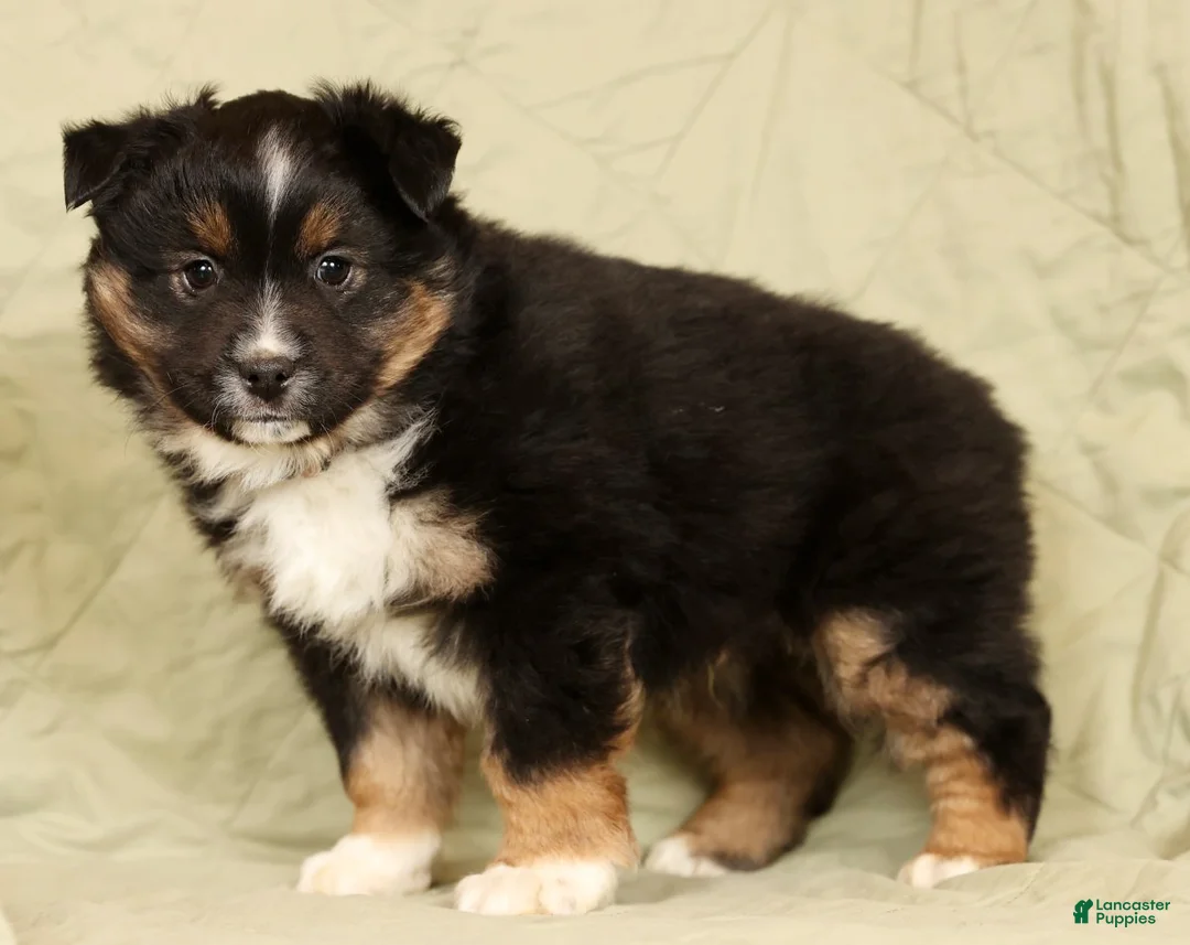 Miniature Australian Shepherd dogs for sale: Drake - Ad 8