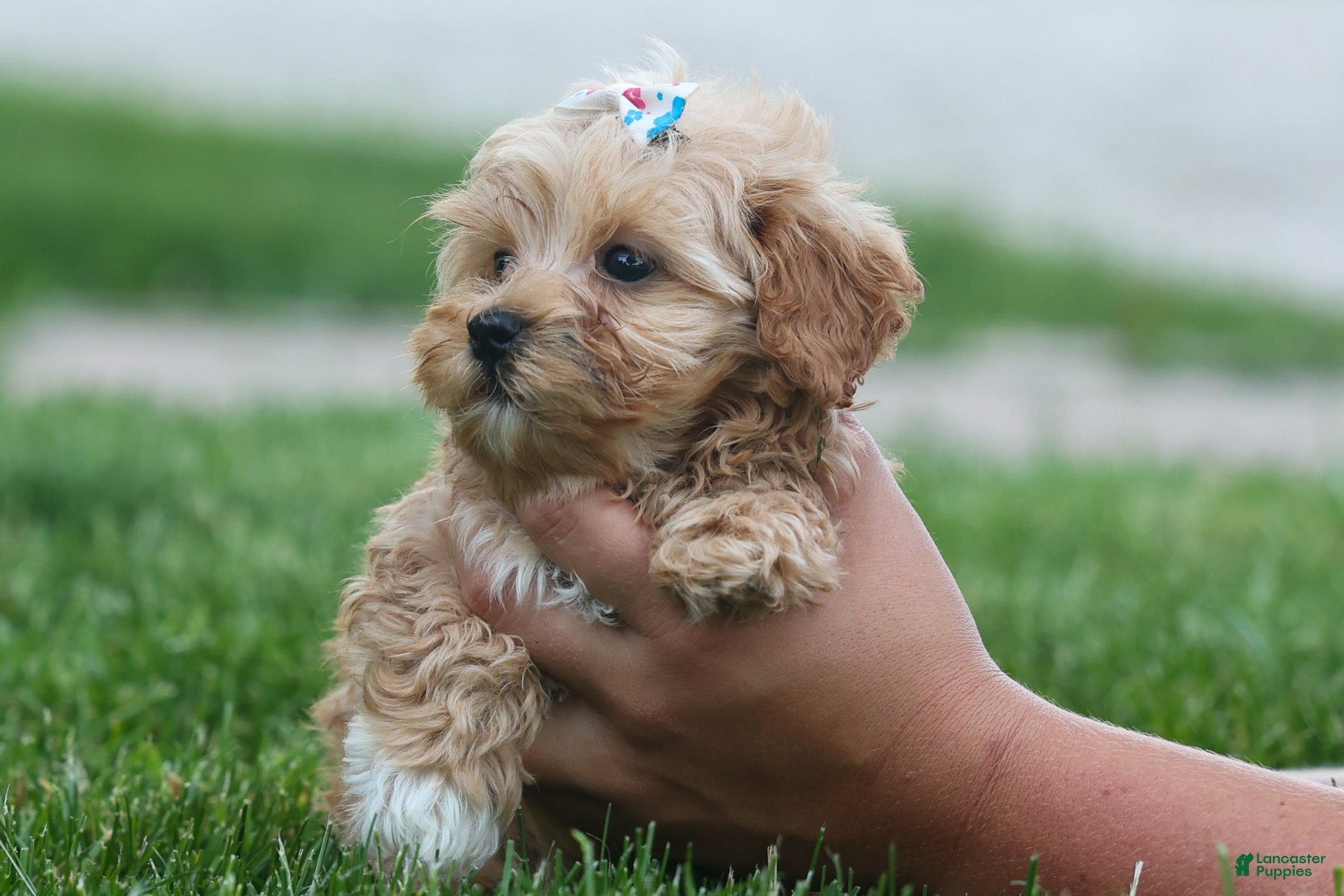 Havapoo dogs Elise 💛🐾 - Ad 2