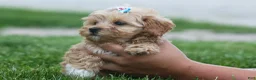 Havapoo dogs for sale: Elise 💛🐾 - Ad 2