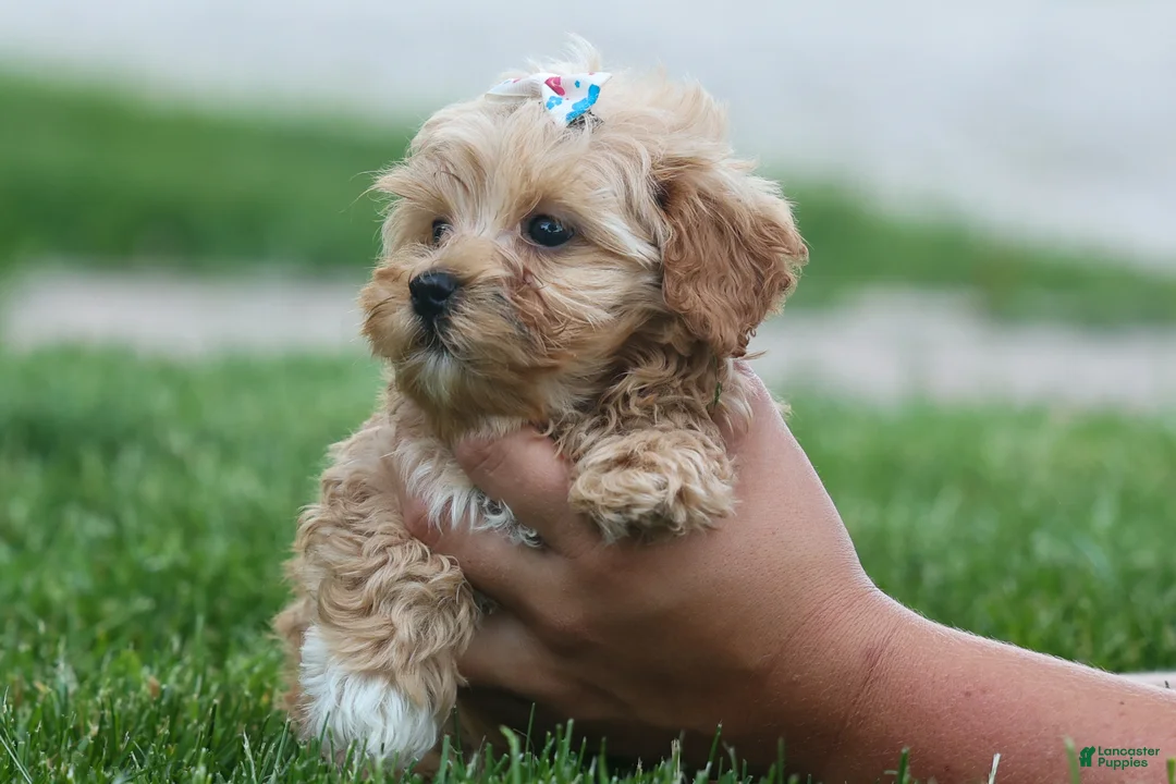 Havapoo dogs for sale: Elise 💛🐾 - Ad 2