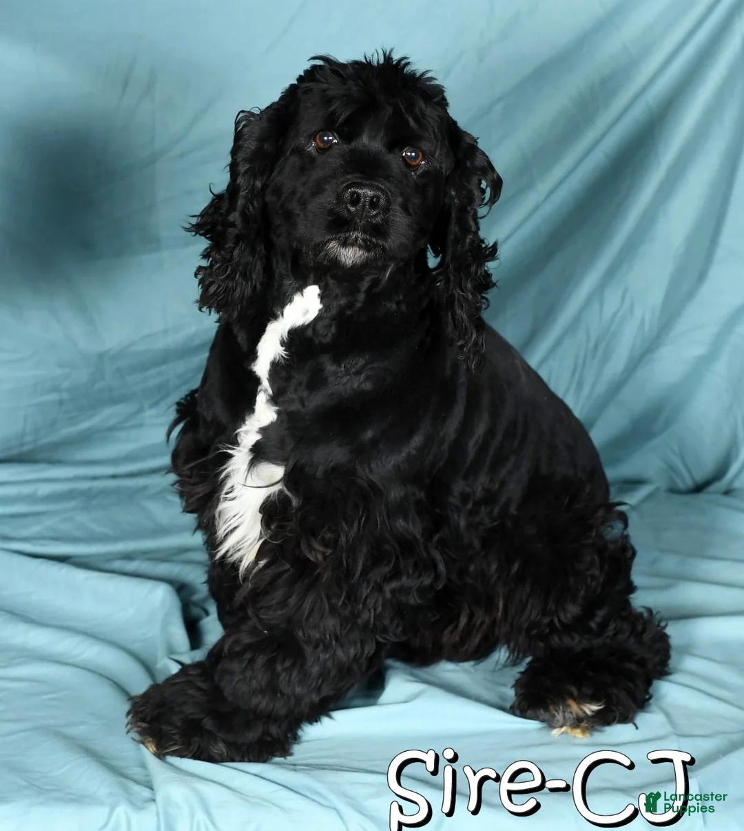 Cocker Spaniel dogs for sale: Sunny - Ad 7