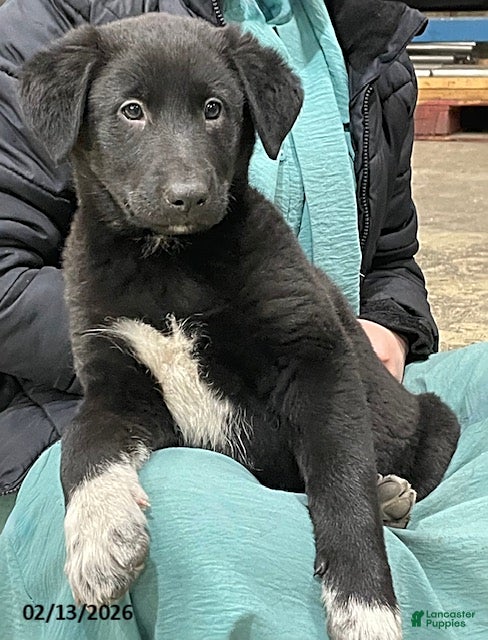 Mixed Breed dogs Quincy - Ad 1